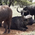 WhatsApp Image 2022-05-15 at 4.29.51 PM (1)